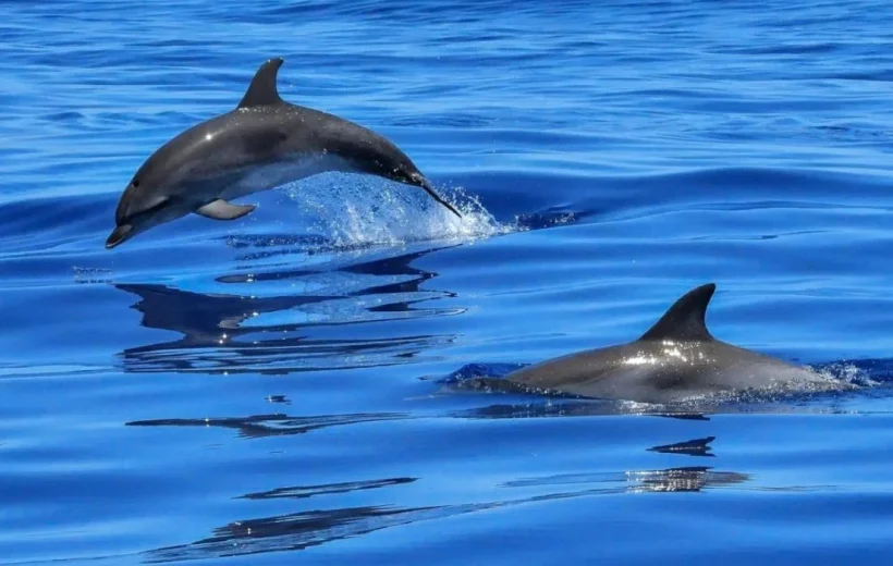 Dolphin Watching Tour